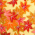 Autumn Maple Japanese Yuzen paper